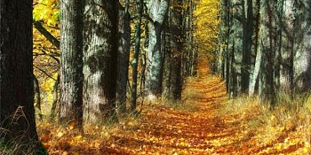 Podzim v Lotyšsku-14