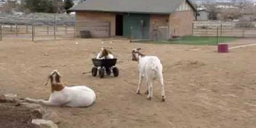 Goat Takes a Ride in a Wagon
