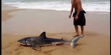 Man Drags Shark Back To Water
